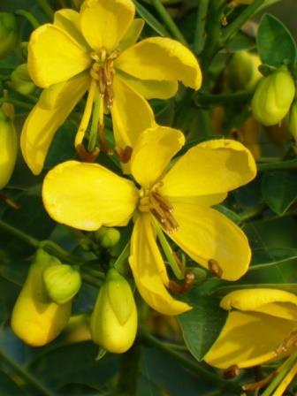 Yellow Cassia,Senna marilandica, copyright © almostedenplants.com
